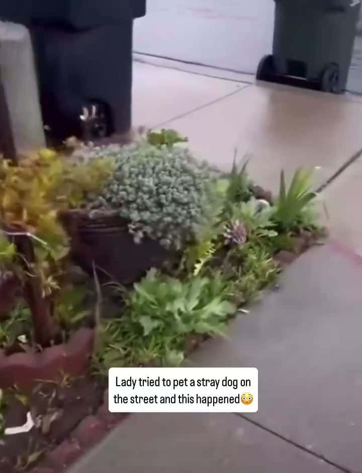 Cover for ladies tried to pet a stray dog