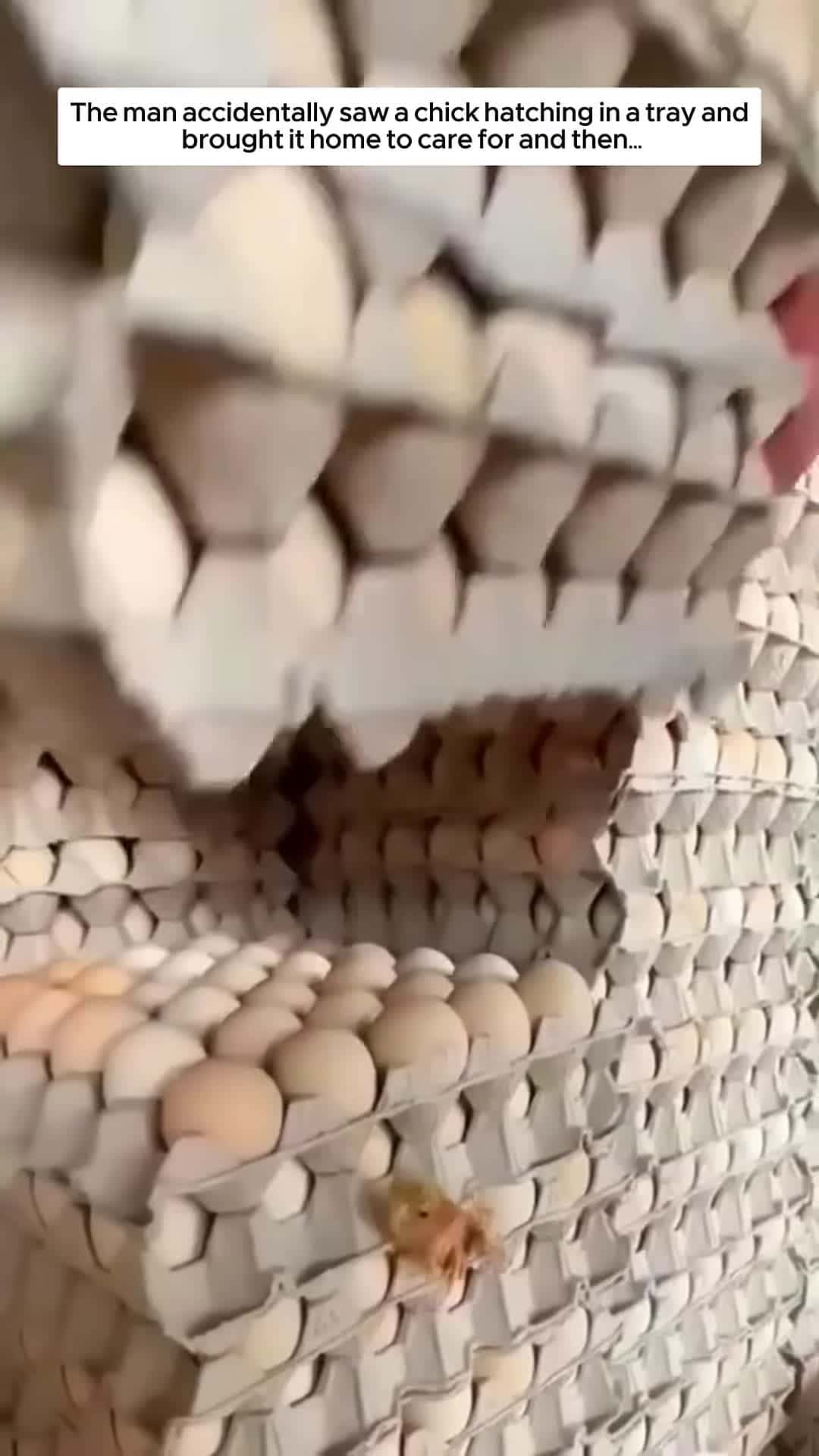 Cover for The man accidentally saw a chick hatching in a tray and brought it home to care for and then