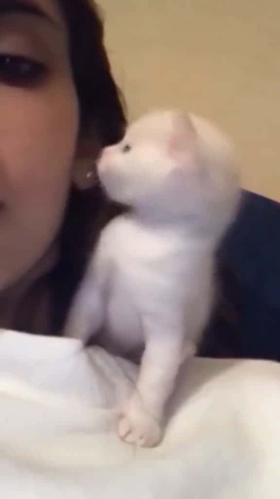 Cover for Sometimes cats are more like familyaccompanying uscat pet foryou for cutecat funn 22846 #nicevideo