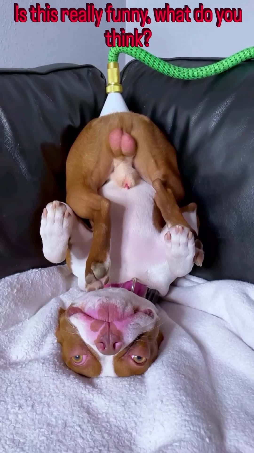 Cover for Is this really funny, what do you think?