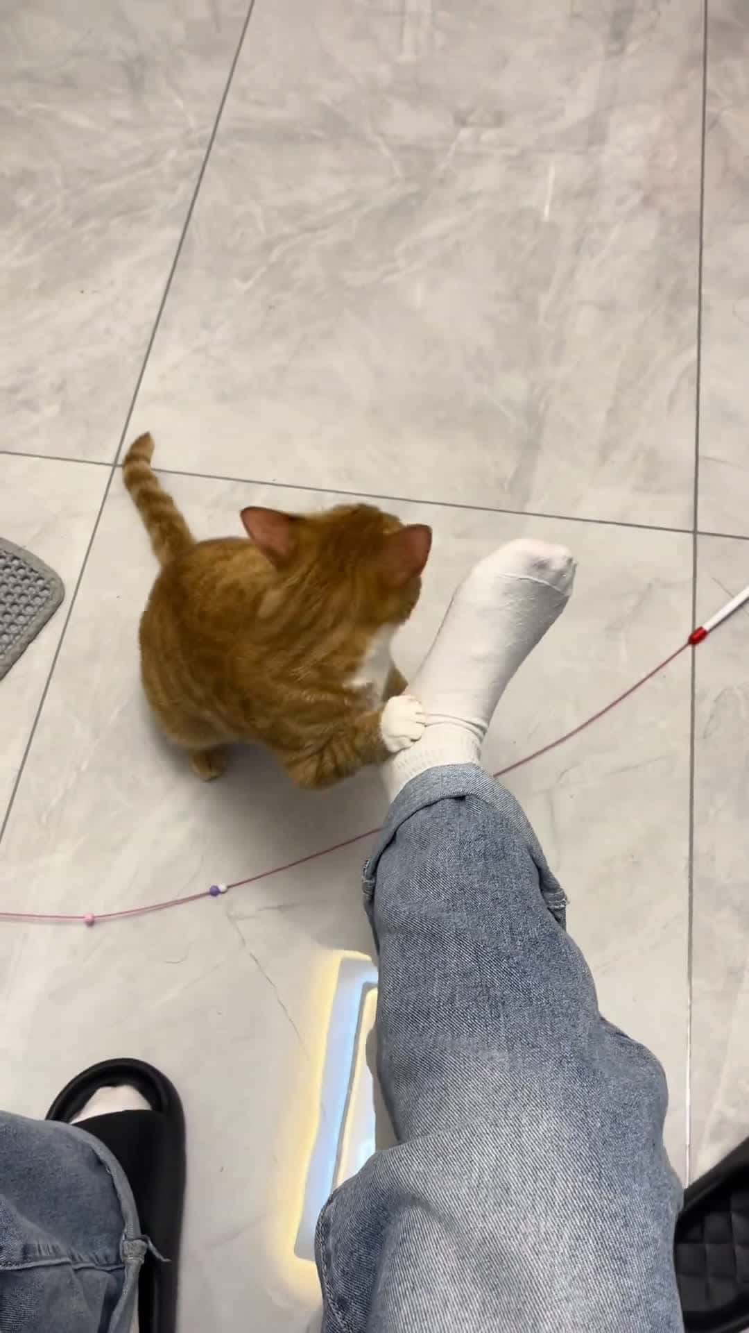 Cover for This adorable kitty adores tiny toes—watch the cutest paw moment! 😹🐾 #CatLove #CuteCats #PetVideo #TinyToes
