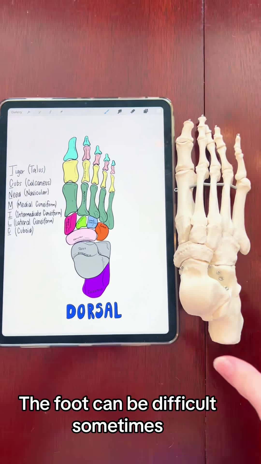 Cover for Bones & Bone Markings- the Foot #footbones #bones #skeleton #skeletalsystem #anatomy #sciencetok #anatomylab #nursingschool #nursingstudent #medstudent #anatomyclass #study #anatomylesson #anatomyandphysiology #anatomyteacher #studytok #anatomyandphysiologyhelp