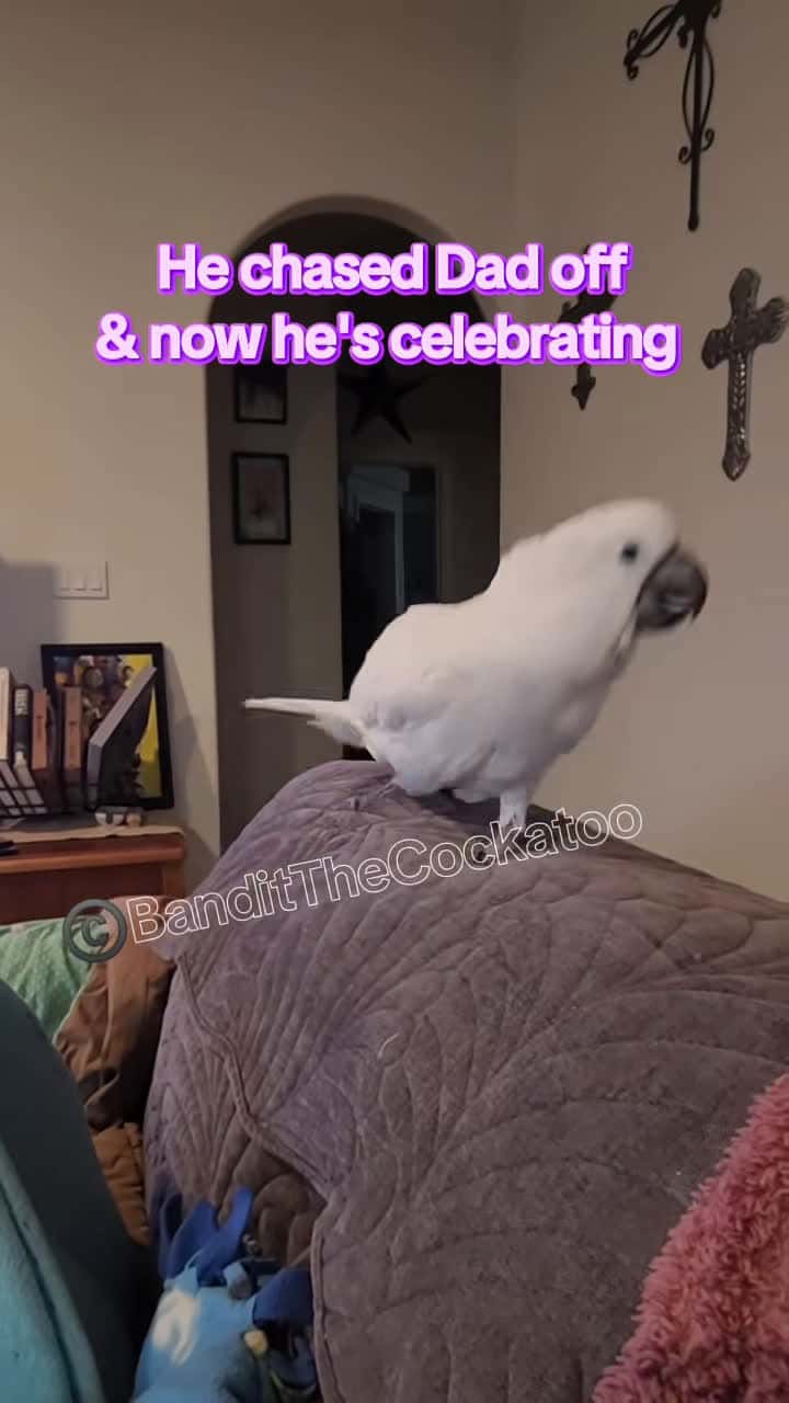 Cover for He chased Dad off & now he's celebrating #BanditTheCockatoo #parrotsoftiktok #talkingparrot #cockatoo #umbrellacockatoosoftiktok #umbrellacockatoo #talkingbird #parrot #attitude #personality #bird #birb ##birdsoftiktok #birbtiktok #birbturd #birbtok #birdsofinsta #cockatoosofinstagram #parrotsofinstagram #tiktokfamous #singanddance #celebrating #gloating #bragging #brat #sing #singingparrot #singingbird #singing #dancing #dancingbird #dancingparrot #strutting #pacing