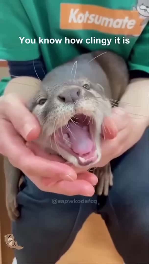 Cover for Funny otter #funny #animals #funnyshorts #cute #funnyanimls #pets #fyp #foryou #otter