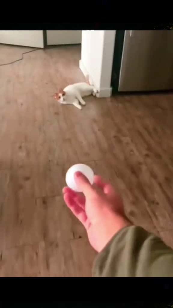 Cover for Funny animals funny funnyanimals cuteanimals pet fyp 01294 #shortvideos
