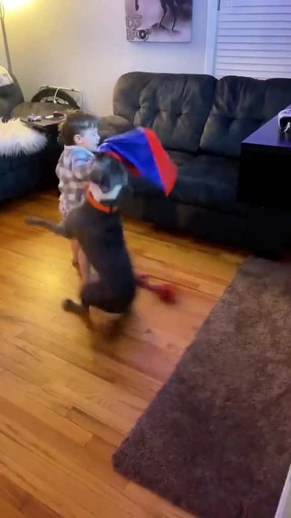 Cover for When your kid provokes the dog fyp dog dogs doglover dogsoftiktok 90925 #shortvideos