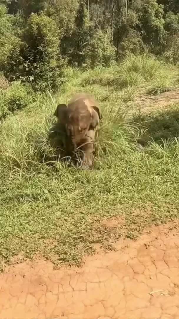 Cover for This cute funny baby elephant is giving herself a grass hair 😂 #babyelephant #elephant #shorts_104 (2)