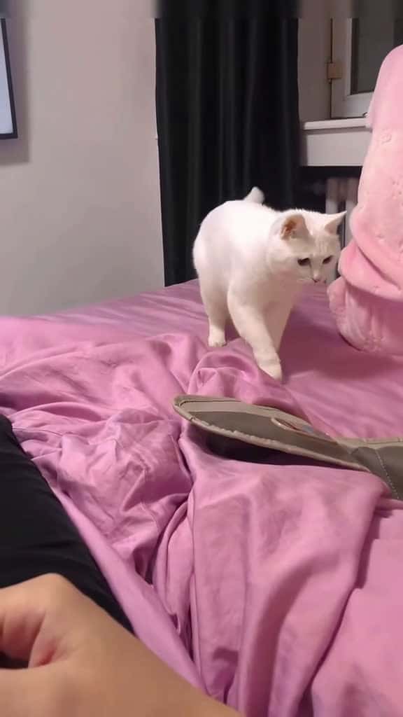 Cover for Popping cat rhythm master catsoftiktok funny fyp foryou cat catlover funnyvideos 66615 #america