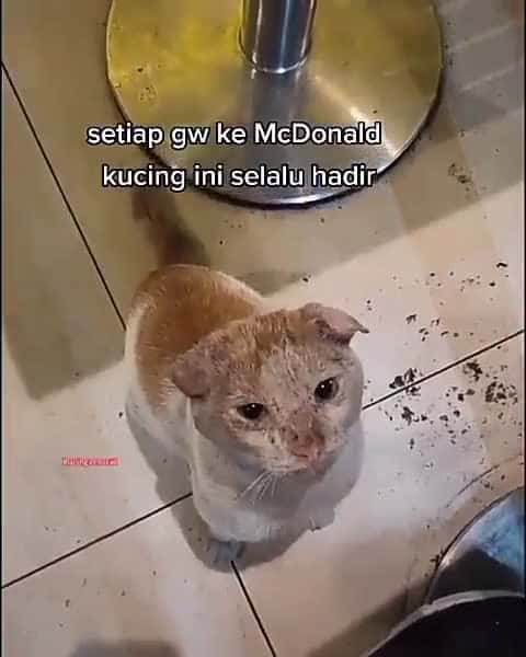 Cover for Dimandiin, dibersihin, dirawat bentar pasti auto cakep banget deh Tiktok akbarhenna