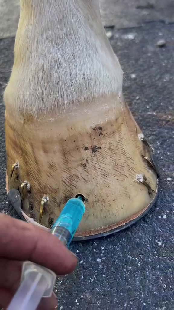 Cover for hoof viralvideo ASMR viral farrier horse farrierlife farriersoftiktok hoofcare care horses 89358 #shortvideosscoopz