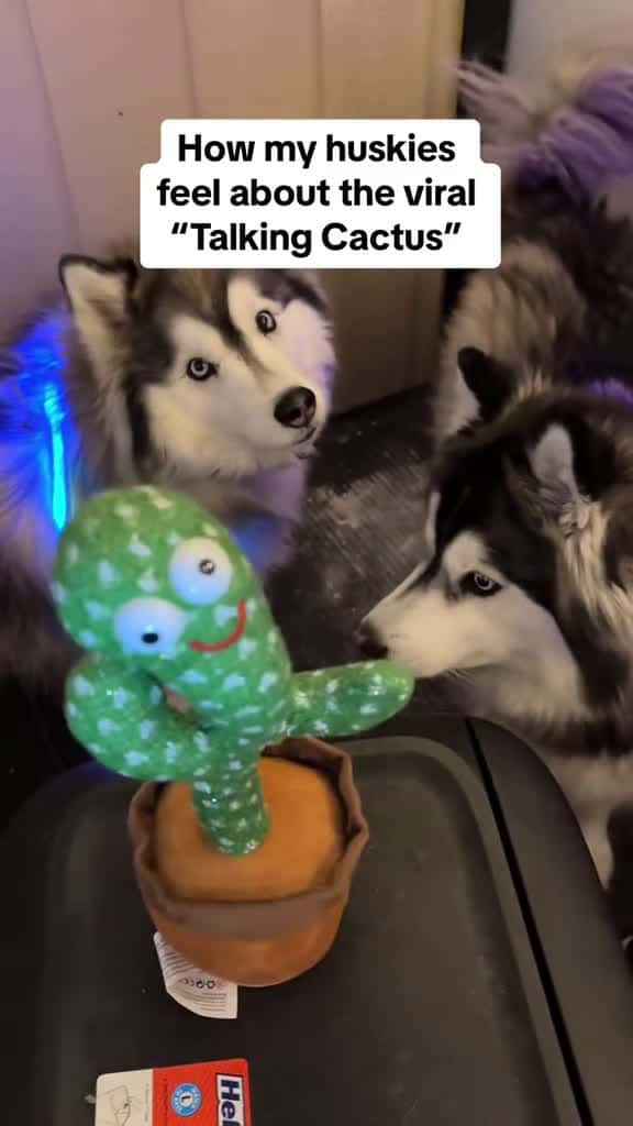 Cover for Cactus and funny dog dog dogsoftiktok cute funny doglover funnyvideos Love usa fyp foruou 44398 #ilovescoopz