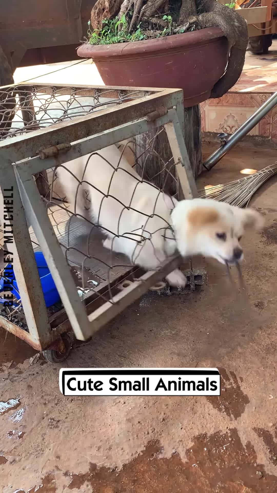 Cover for Cute Small Animals