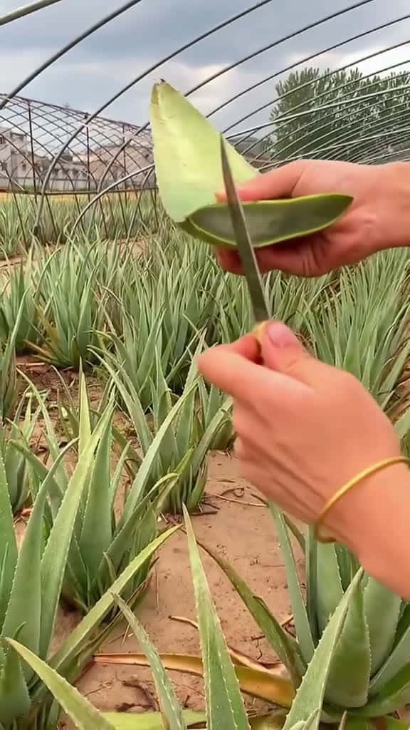 Cover for OMG !! Asphodelaceae #asmr #fruit #asphodelaceae #fyp #fyp #usa