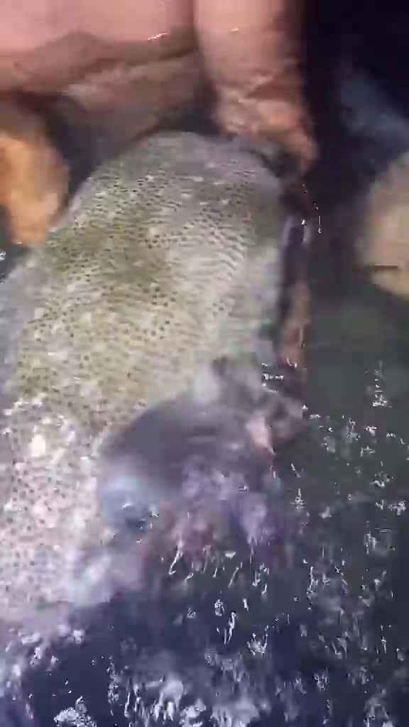 Cover for Biggest porcupine fish I’ve ever seen ￼#wildlife#florida