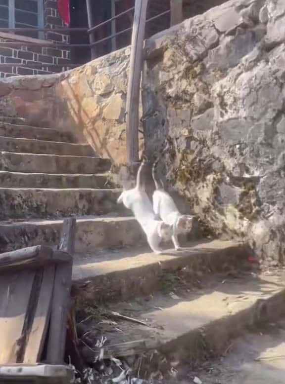 Cover for Copy and paste cat funnycat cats funnyvideos fyp 40846 #followMe