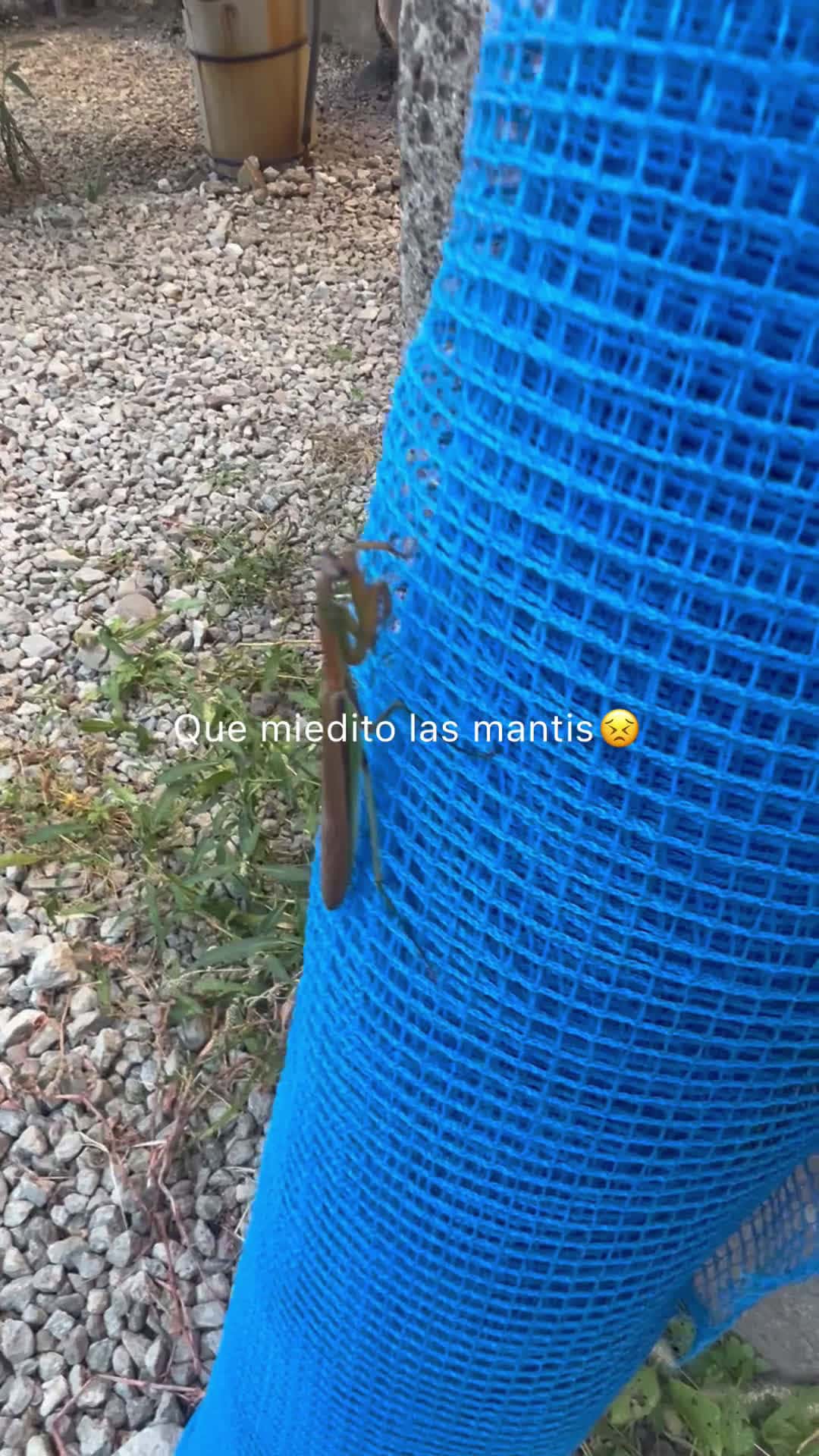 Cover for Mantis en el jale  #mantis  #animales  #naturaleza  #ohio  #canton