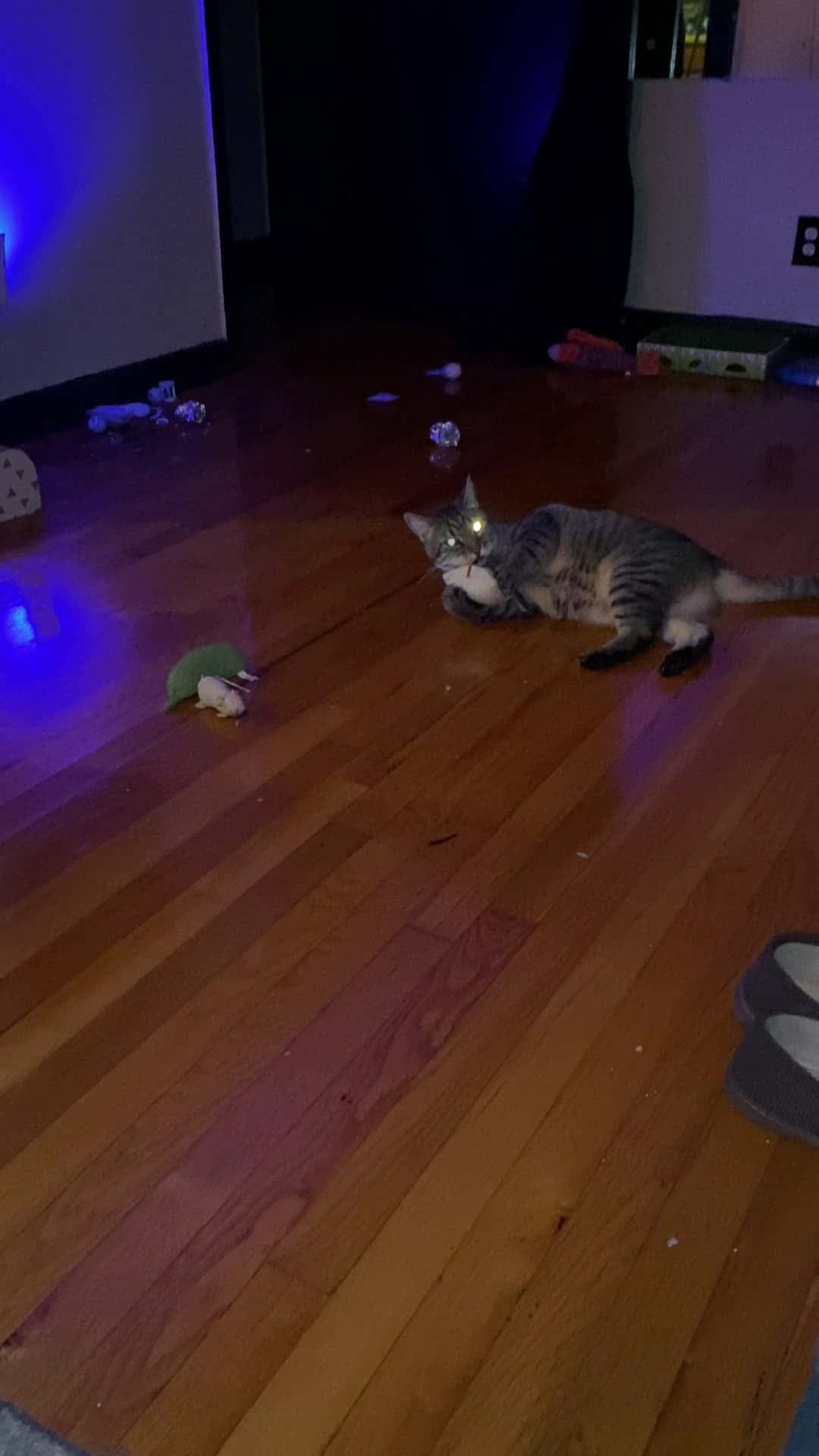 Cover for My cat Stan playing