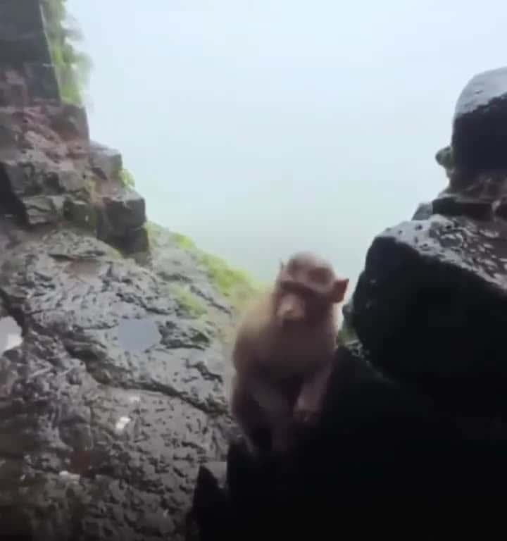 Cover for Watch this monkey show off its dance moves with some locals! 🐒🕺 #India #MonkeyDance #Viral