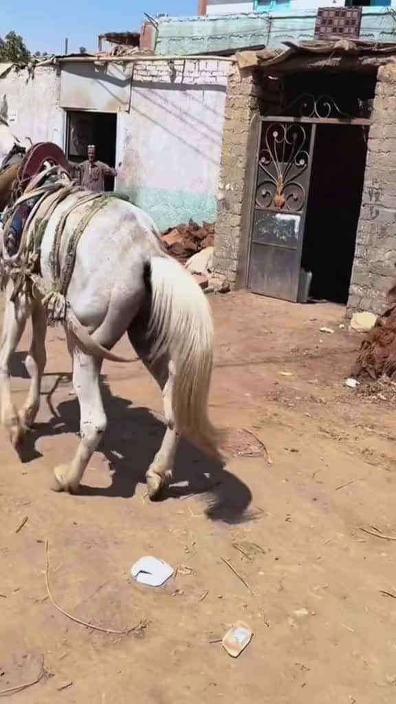 Cover for farrier tiktok farriersoftiktok farriersontiktok house asmrsounds asmrvideo fyp foryou 14858 #trending