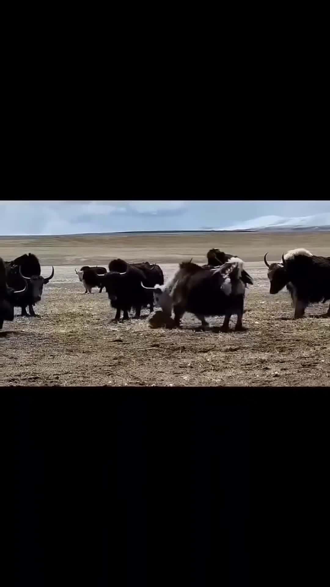Cover for yaks punished for the dog #fight #yak #dog #animals #love #viralreels #tranding #views