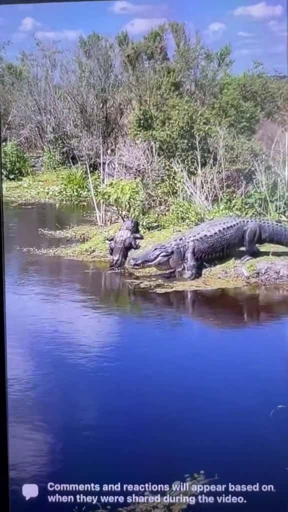 Cover for Massive gator spotted heading into Lake Apopka 😳 #Wildlife #FloridaAlligator #LakeApopka