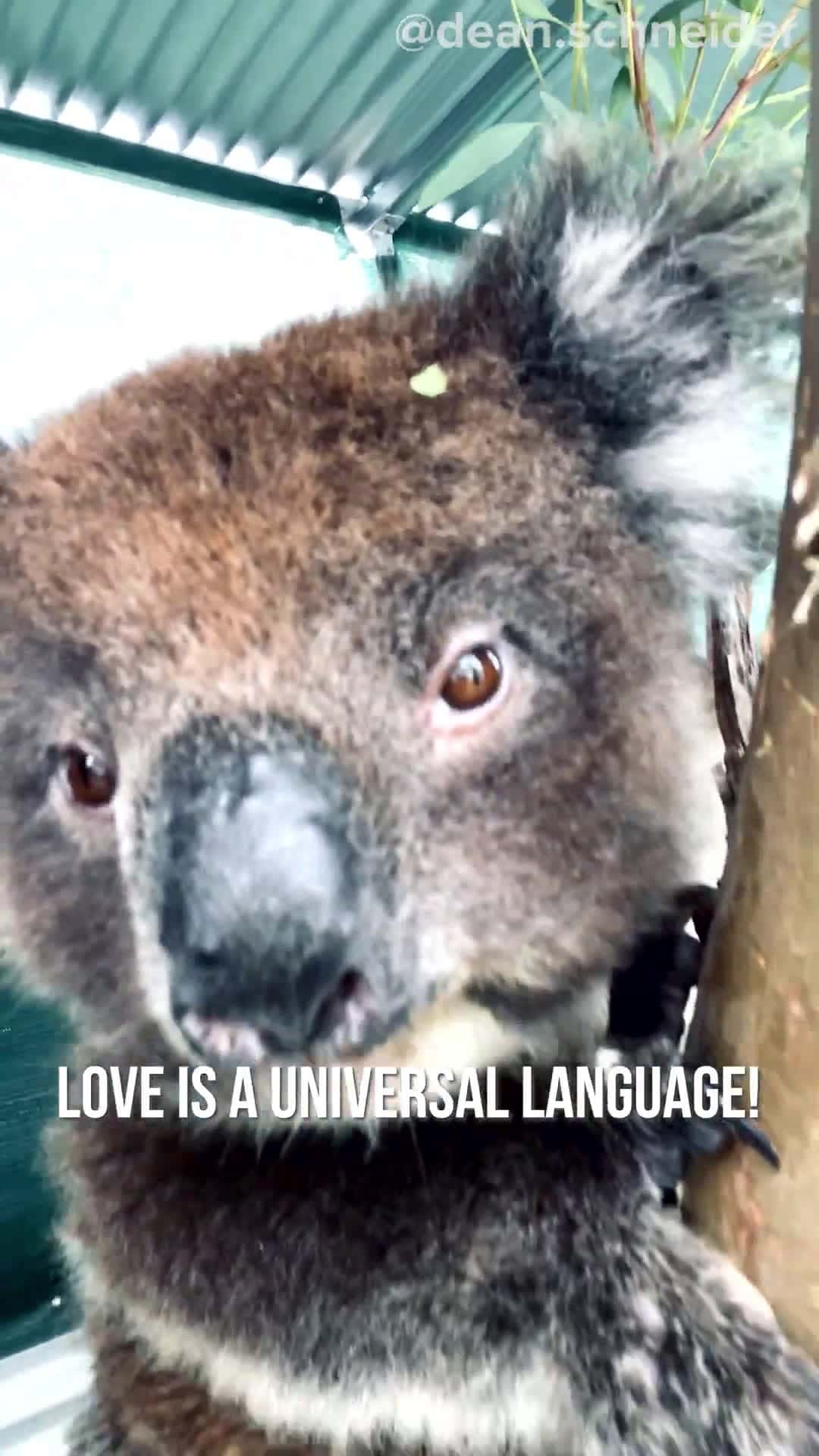 Cover for The Power of Love