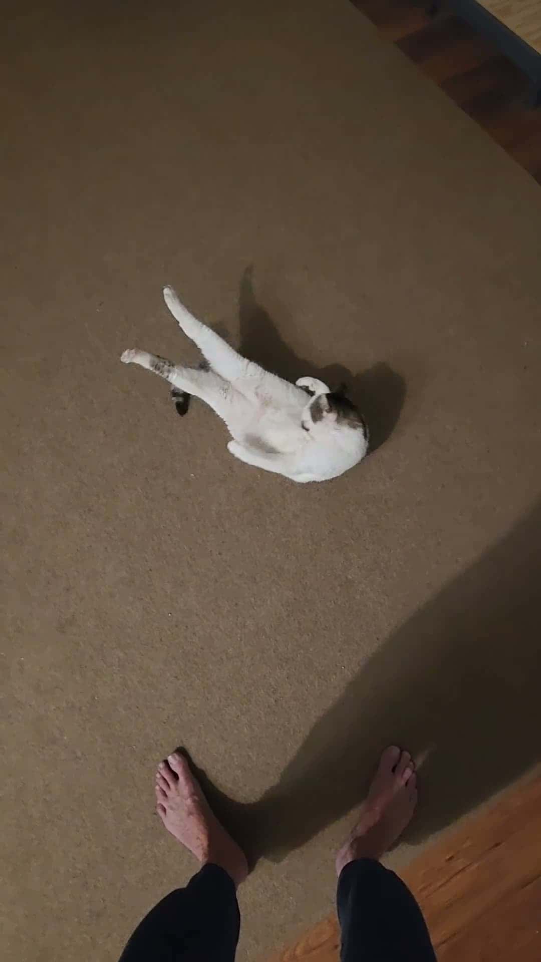 Cover for #cats  #yoga 