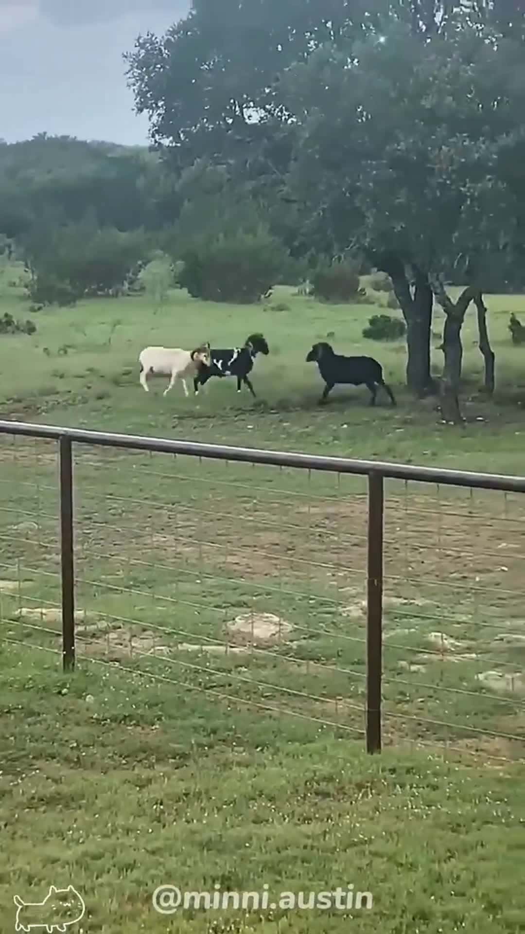 Cover for The Rams’ offense.#goat #goats #rams #funnyanimals