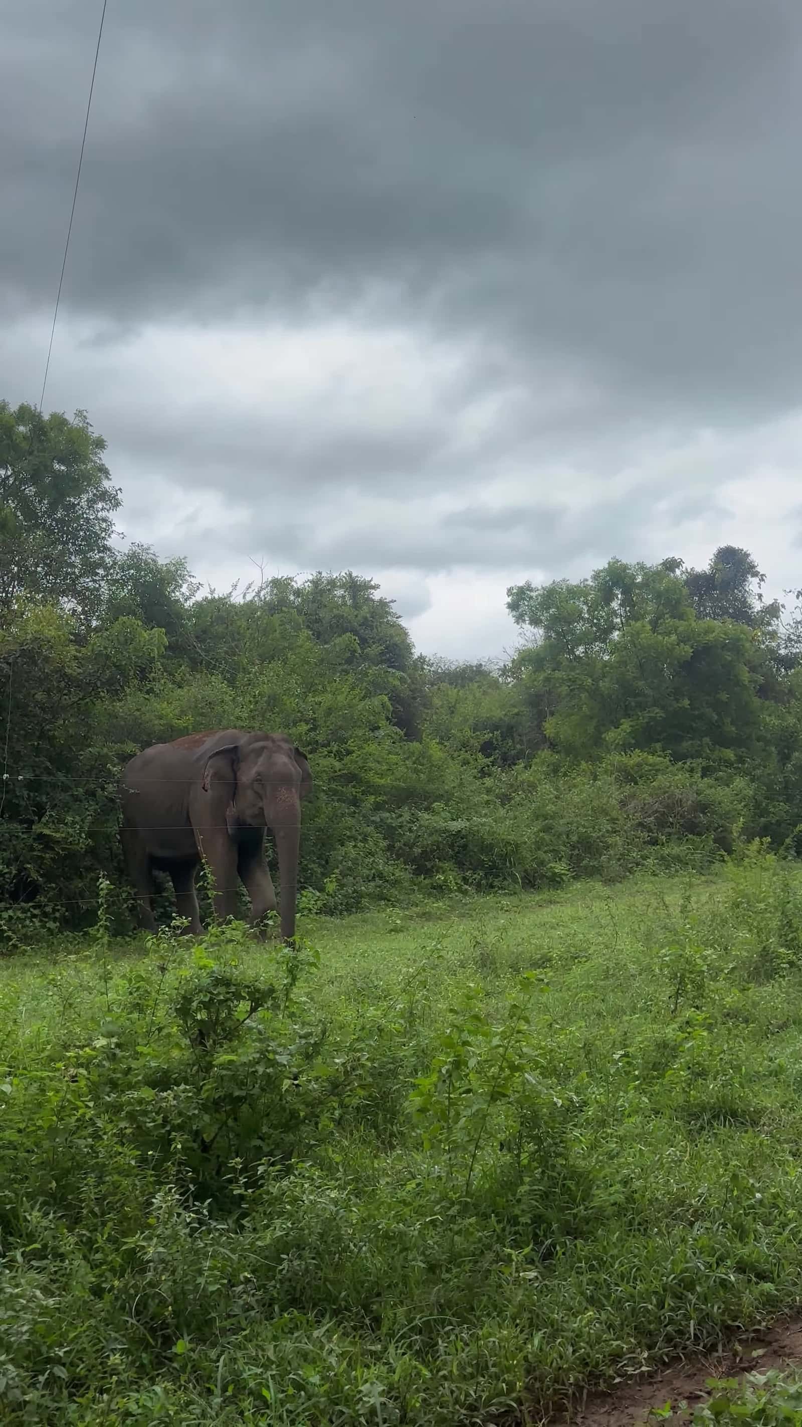 Cover for #CaughtOnCamera Elephant Brawl Captured on Camera UpClose.