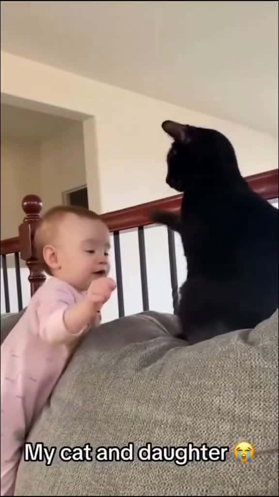 Cover for Why cat don t like child cat funny funnycat funnypet fyp foryou usa usa tiktok 72318 #followMe