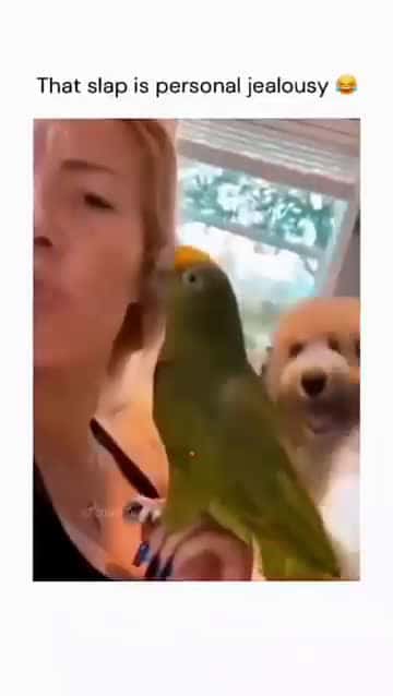 Cover for Funny and cute dogs compilation #funnydog #cutedog #dogoftiktok #doglover #dog #dogoftiktok #foryoupage #funnypet #doggo #talkinganimals #foryoupagereels #funnyanimals #foryou 838