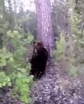 Cover for Man sneaks up on wild bear and kicks it,and gets mauled  #fyp #fail #viral  #caughtoncamera