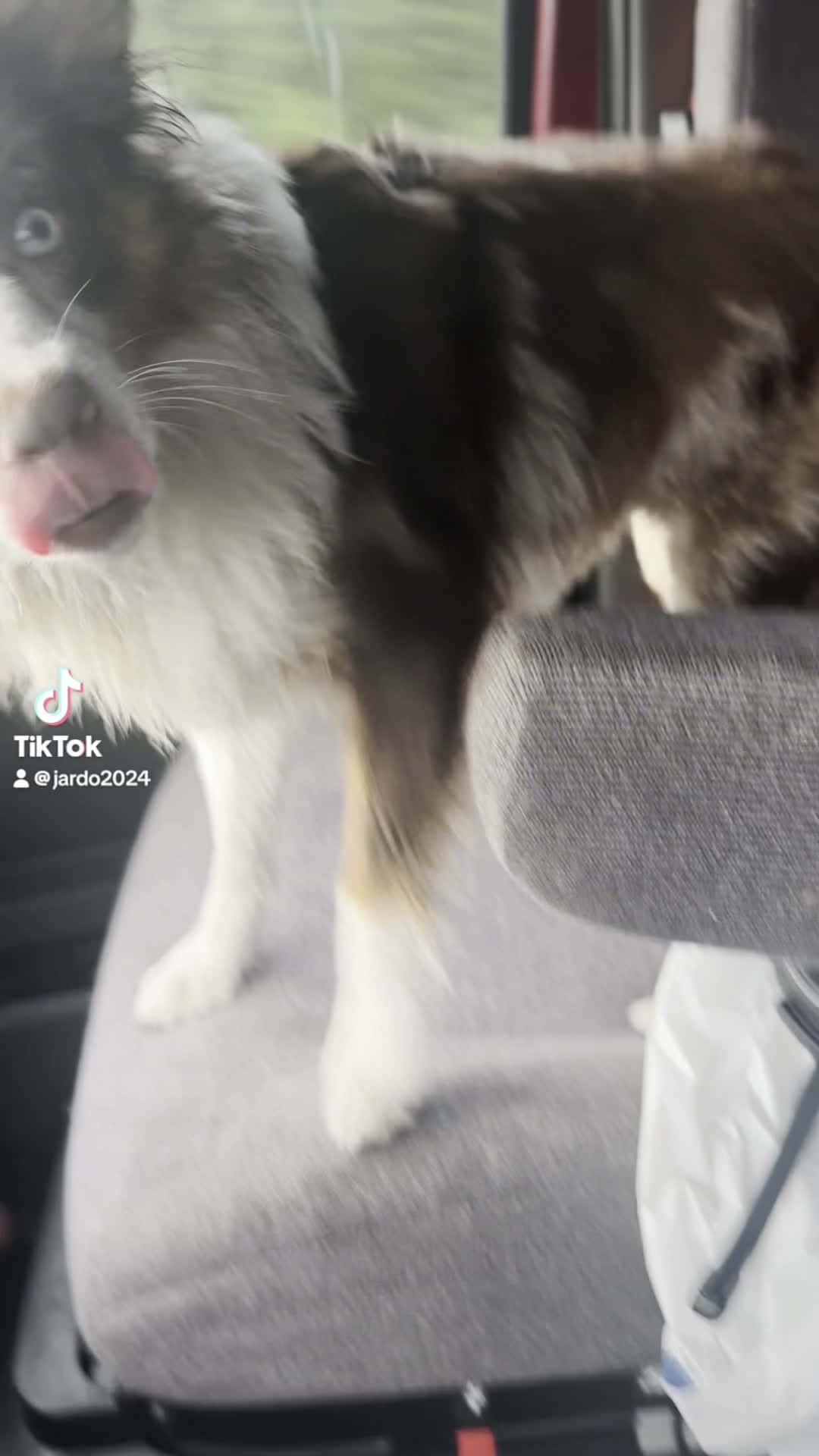 Cover for Mini Aussie