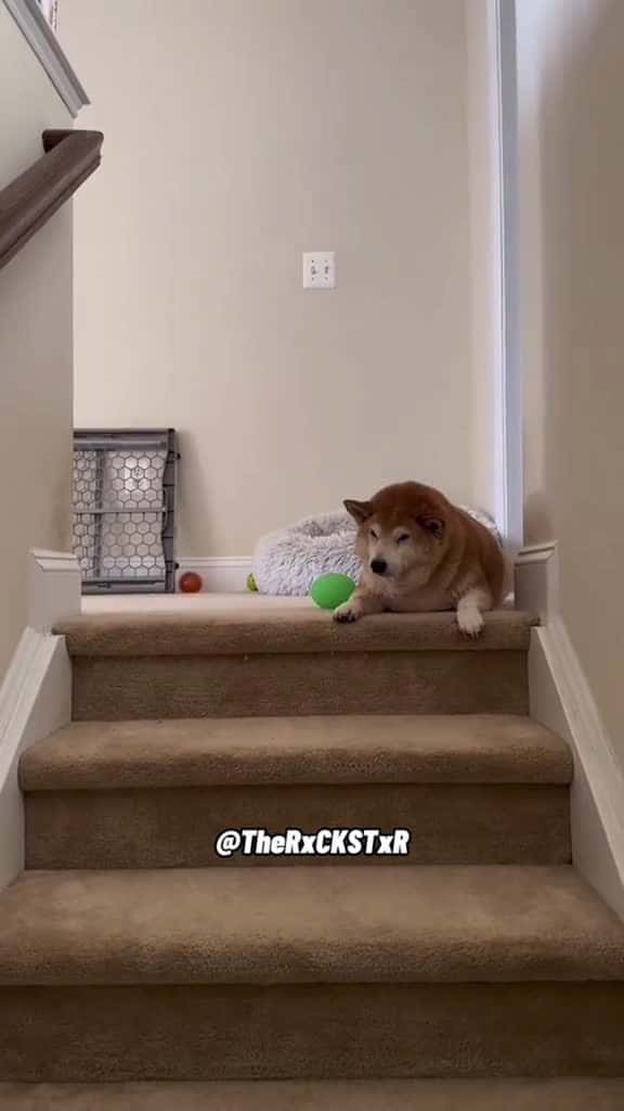 Cover for Dog Is Hilarious When He Pulls This Stunt!