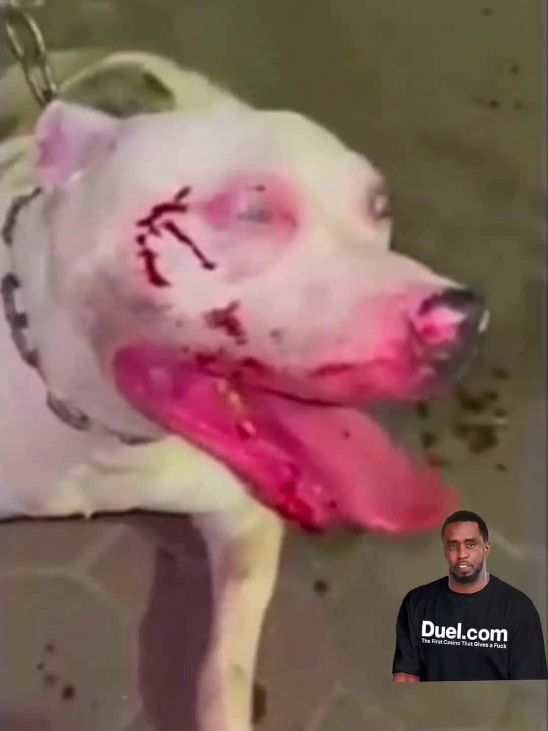 Cover for Dog owner found out what happens if you don't take care of pets properly