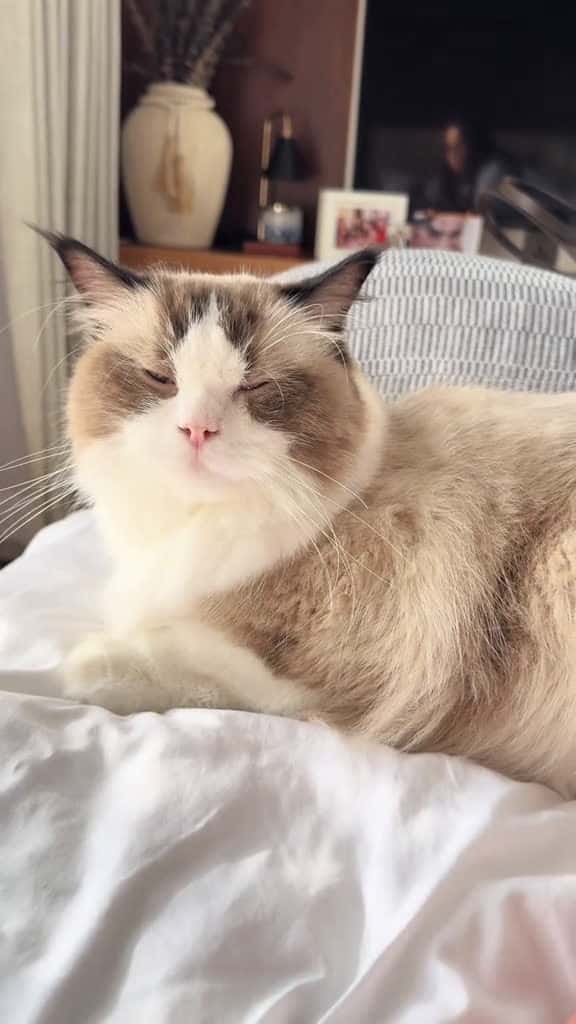 Cover for Cuteness overload. #cutenessoverloaded #cats #ragdollcat #bigcat #catsoftiktiok #whitecat #fyp #fortoupage #trendingtiktok #trendingsong #viral  #scoopz 