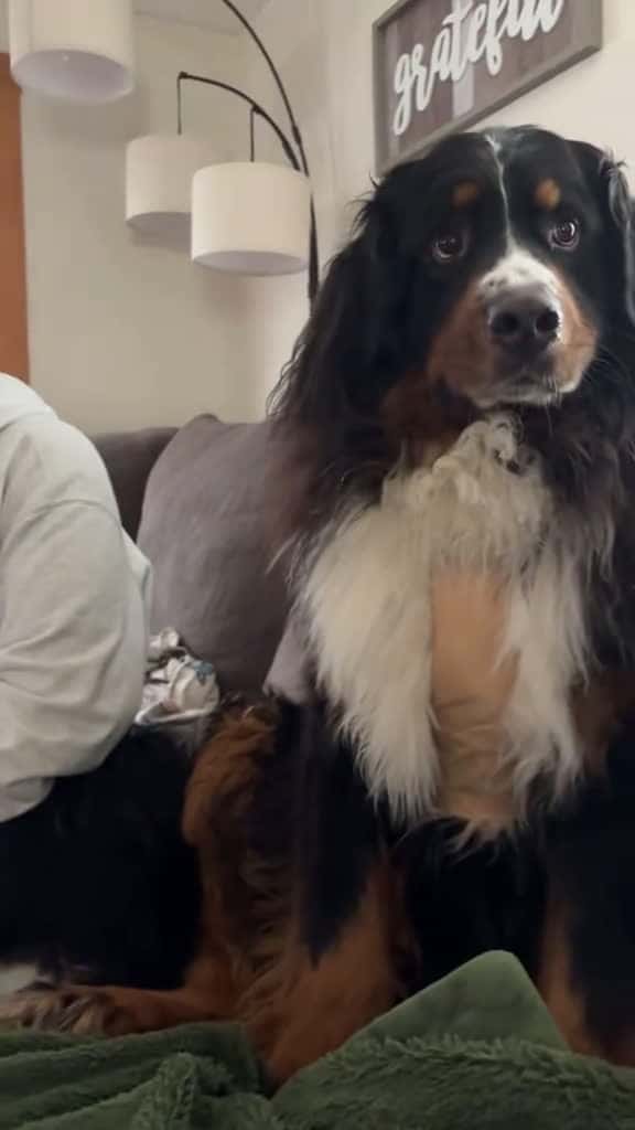 Cover for l still thought a bout it for a moment lnteresting dog videos dog dogsoftiktok funnyvideos 01774 #trendingscoopz