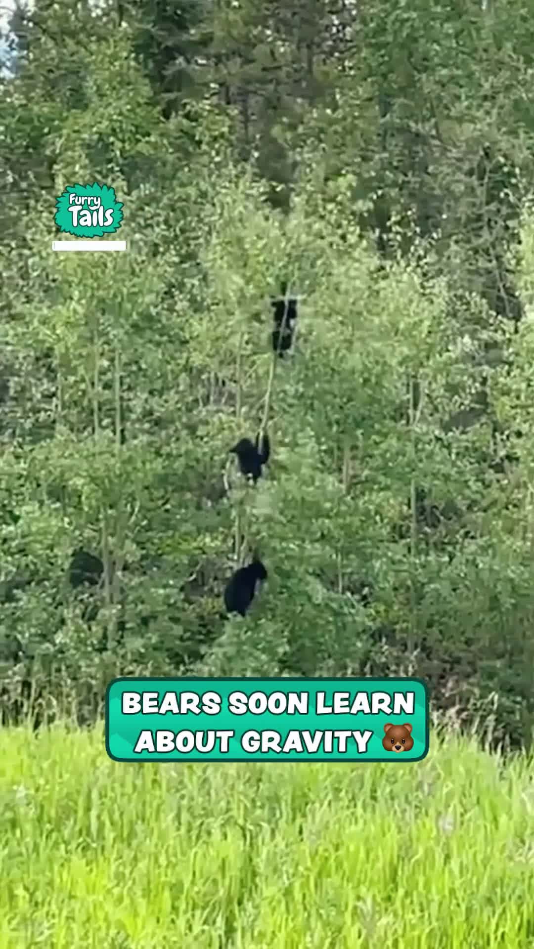 Cover for Bears soon learn about gravity