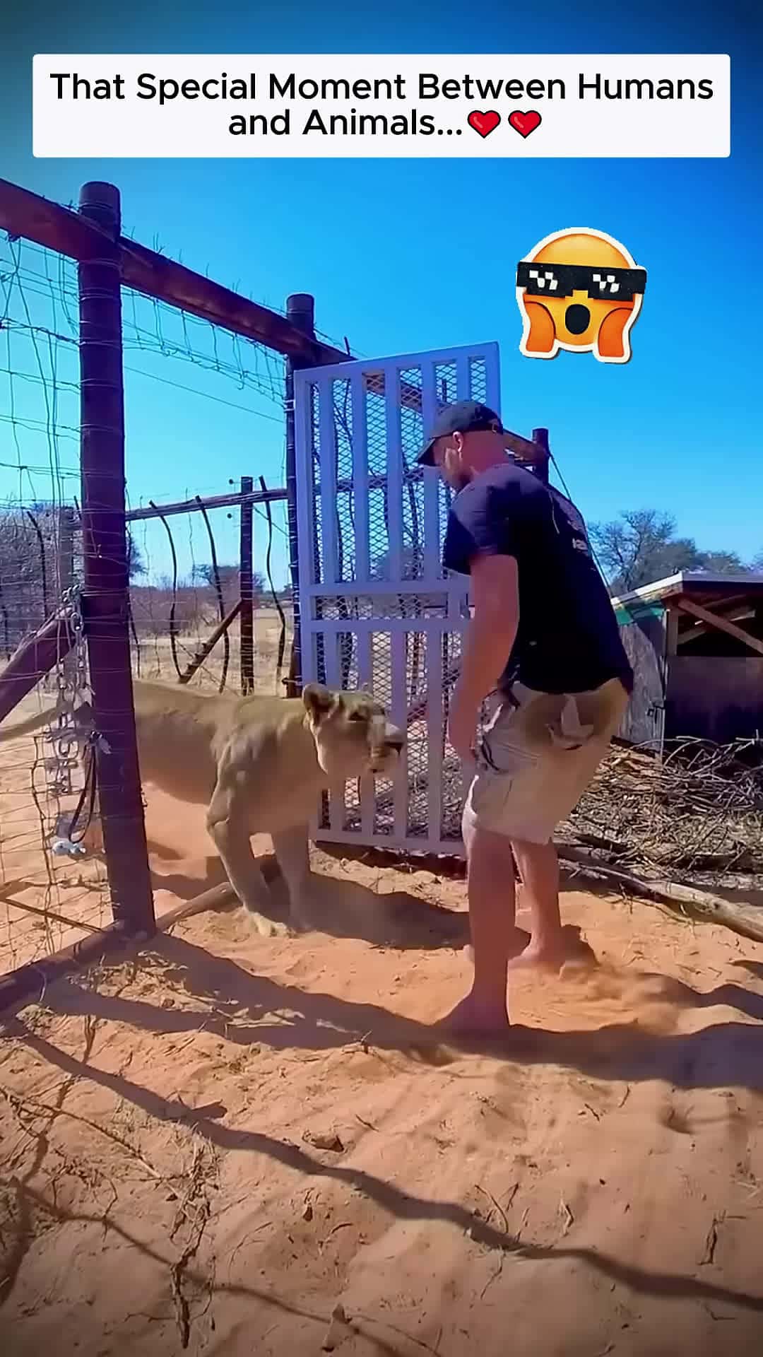 Cover for The Moment Animals Truly Connect with Us