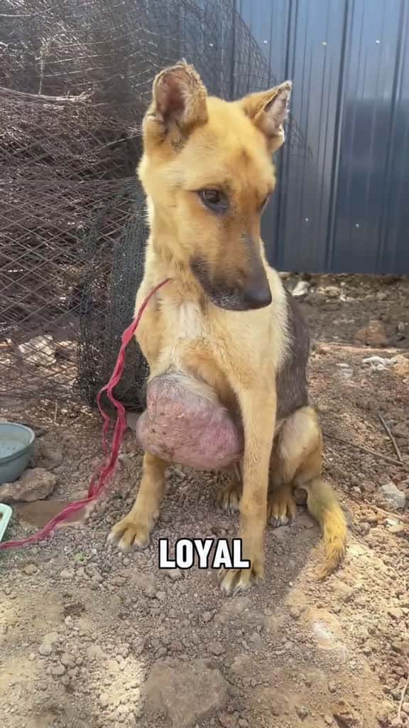 Cover for Every life deservesEvery life deserves to be cherished#tiktok #foryou #animals #dog #life