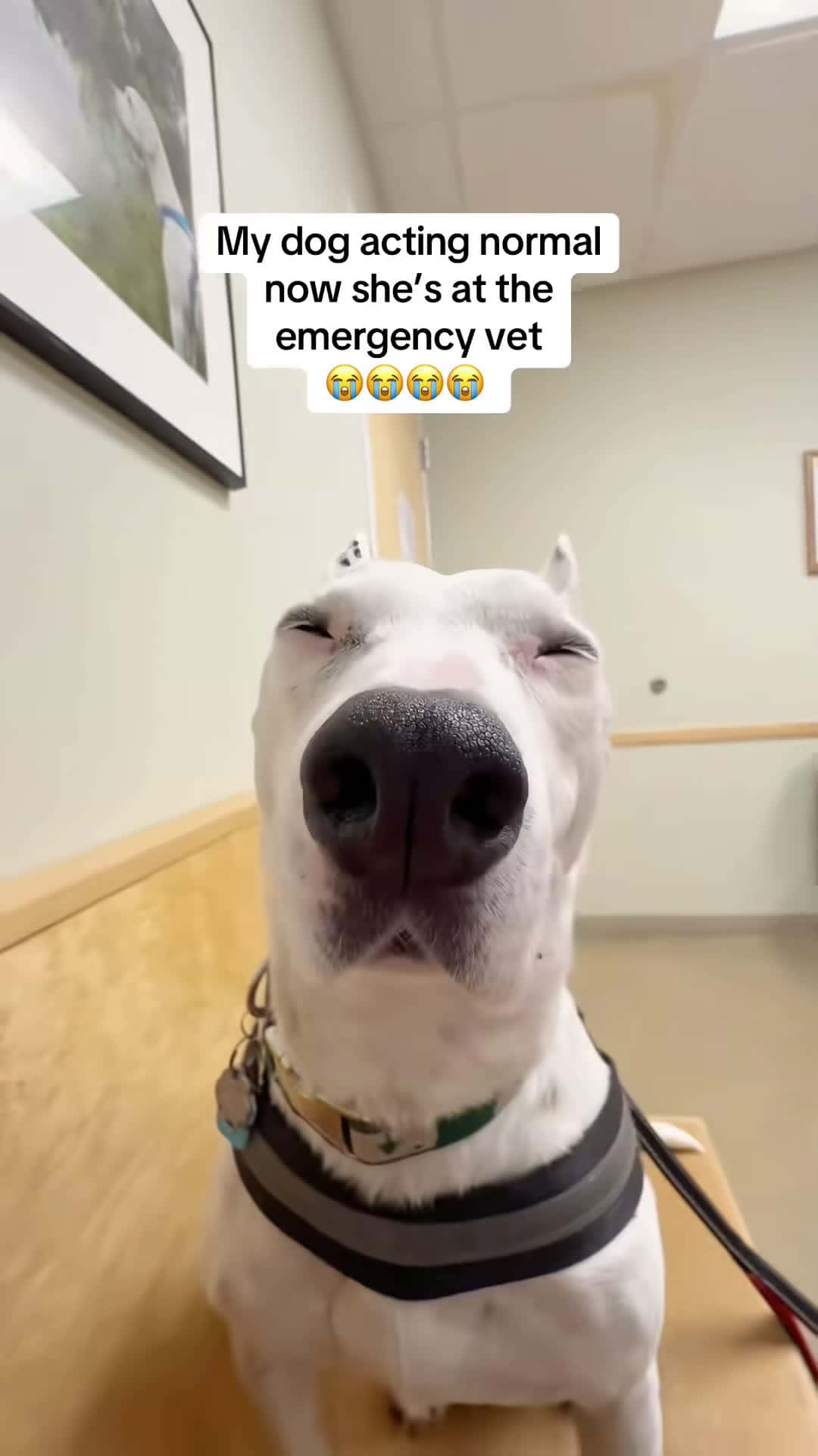 Cover for Biscuit’s at the emergency vet. She ate something and hurt her throat...