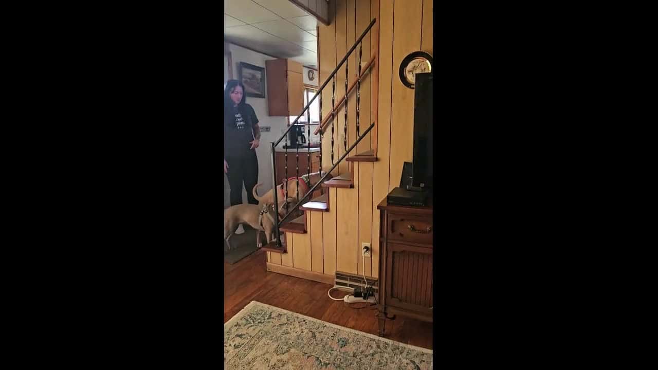 Cover for When Your Dogs Have Never Seen Stairs Before