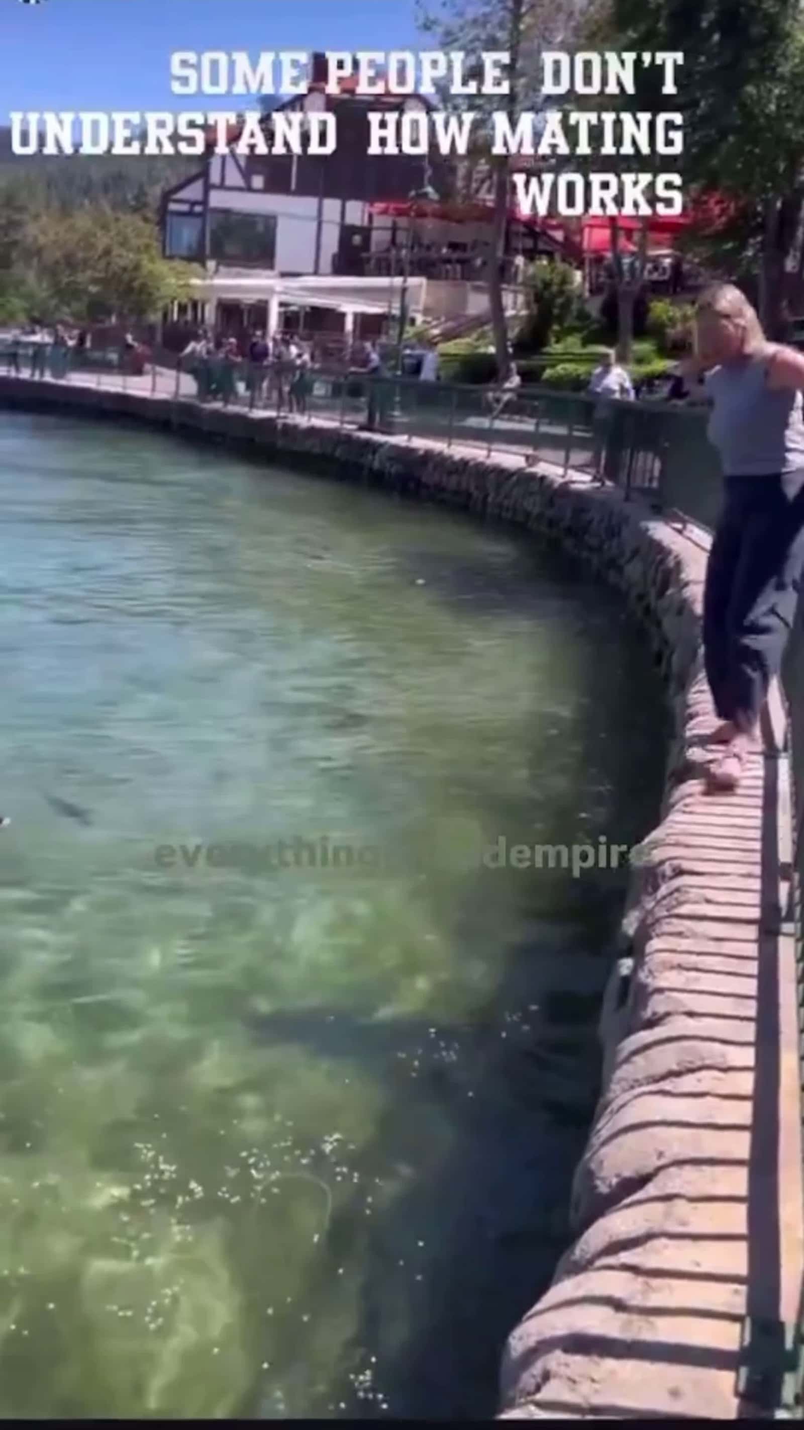 Cover for Camera footage shows women freaking out over ducks trying to mate. #CaughtOnCamera  #smh  #fyp