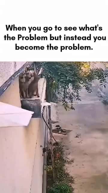 Cover for 🤣🤣that's funny #trending#shorys#fyp#reel#foryou#trend#viral#spotlight#like#share#follow