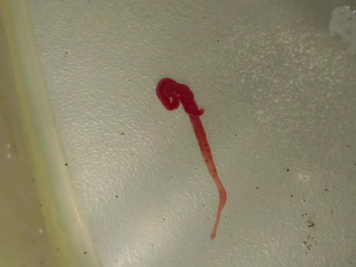 Cover for Camallanus worms in your aquarium? Learn the signs and how to treat them before it's too late 🐟 #CamallanusWorm #AquariumCare #FishHealth #Parasites