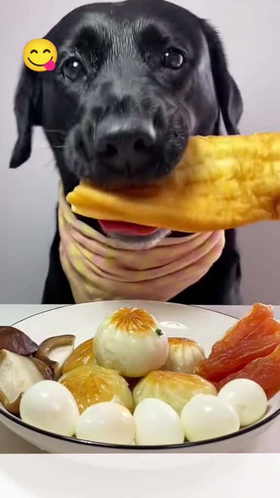 Cover for ba sng cht lng xuhuong funny viral fyp dog cutedog 79534 #ilovescoopz