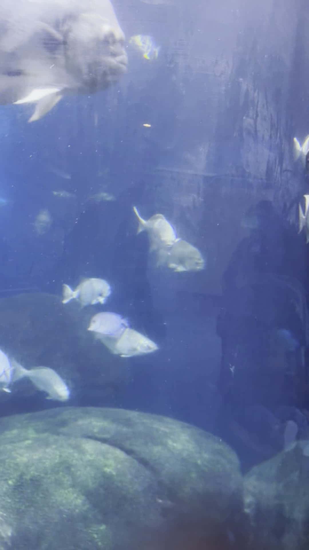 Cover for #Fish #naturelovers  #aquariumlife