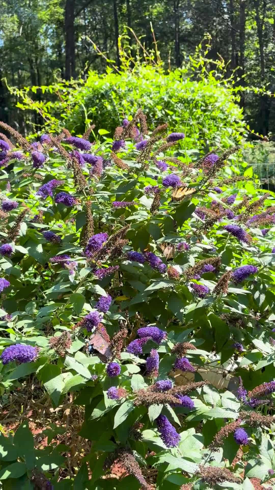 Cover for Watch how butterflies flock to this beautiful butterfly bush! 🦋🌸 #NatureLovers #Butterflies #GardenMagic