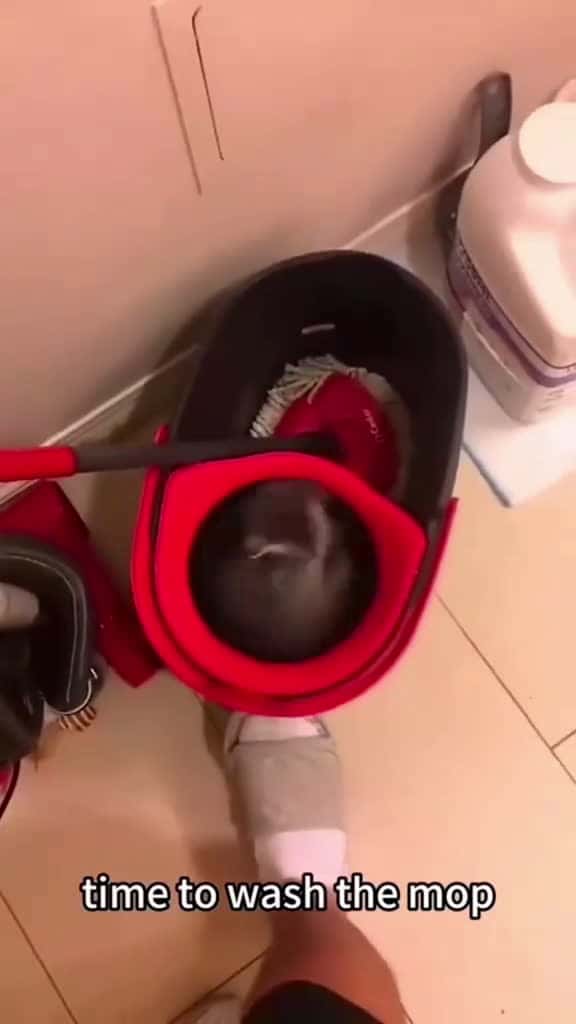 Cover for foryou catsoftiktok cat fyp funny tiktok funnycat funnycats funnycatsoftiktok 95278 #shortvideos