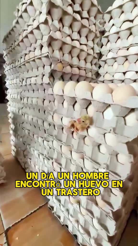 Cover for This chick underwent a metamorphosis. #animals #Foryou #Friendship #Us #fyp #chick created by Animal Planet with Animal Planet’s original sound